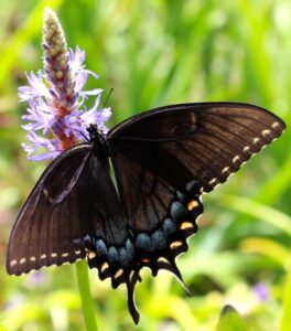 Photo of Eastern black swallowtail butterfly on purple pickerel weed bloom.