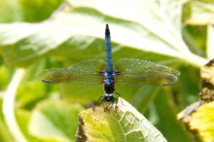 Photo of a blue dasher dragonfly