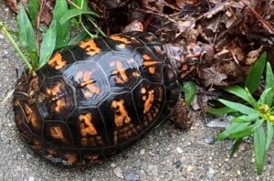 Photo of eastern box turtle