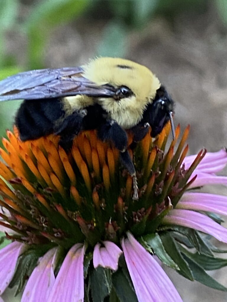 Photo of Brown-belted bumblebee taking a nap on a purple coneflower.