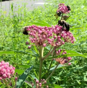 Photo of carpenter bees on pink flowers.