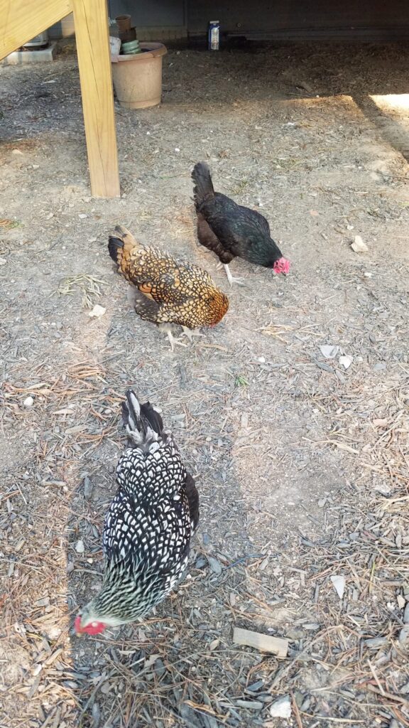 Three of Deanna’s chickens.