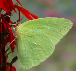 Photo of green cloudless sulphur butterfly on cardinal flower.