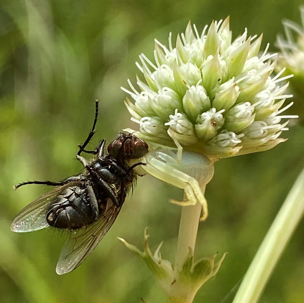 Photo of a crab spider grabbing a fly by the neck.