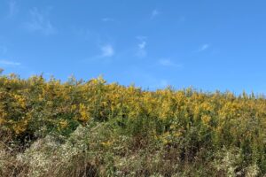 A photo of a field of goldenrod and frost aster, with a blue sky above.