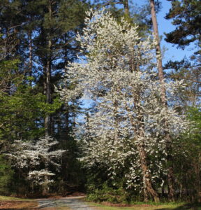 Big white silverbell tree and with a young much smaller flowering dogwood. on its left
