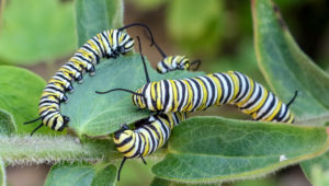 Photo of monarch caterpillars on milkweed