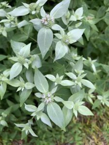 Close-up photo of mountain mint plant leaves