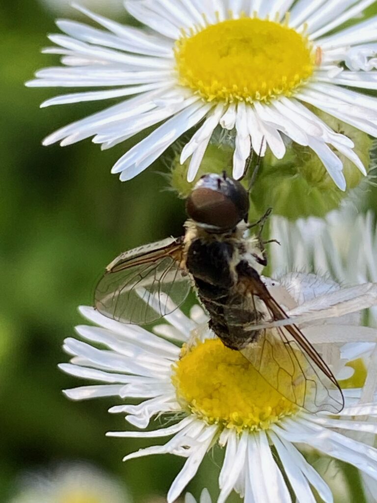 Photo of a bee fly on daisy