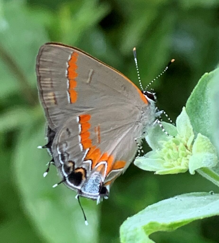 Photo of a red-banded hairstreak on a plant.