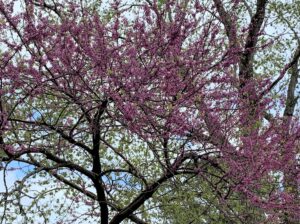 Photo of redbud trees in bloom
