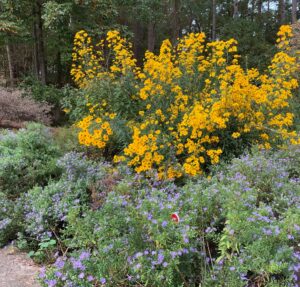 Photo of tall yellow swamp sunflowers with aromatic aster in front of it