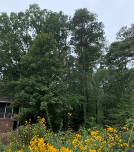 Photo of tall trees with orange flowers in the foreground