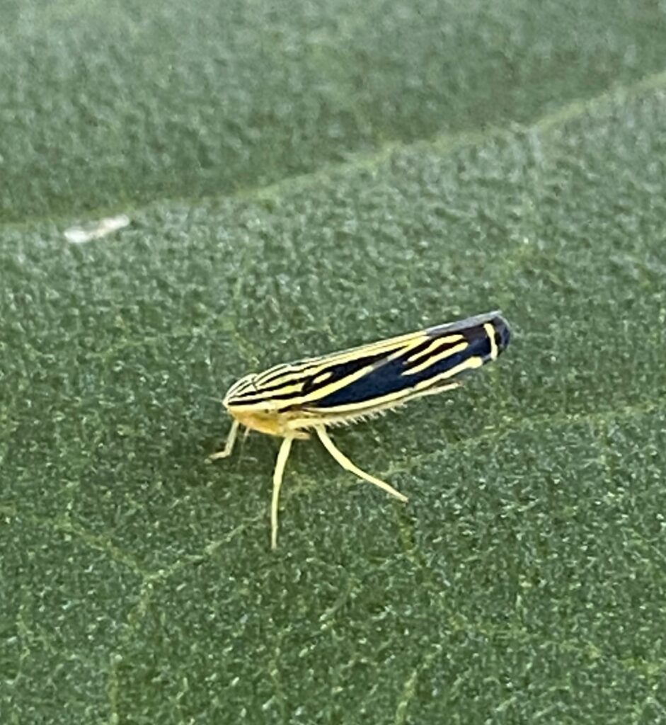 Photo of a yellow-striped leafhopper on a furry dark green leaf.